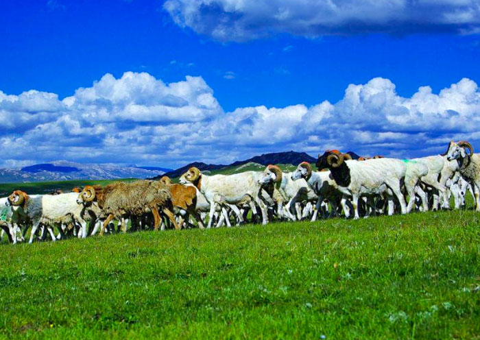 巴音布魯克草原