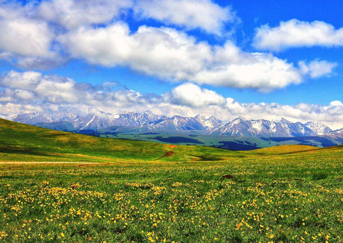 喀拉峻草原花海
