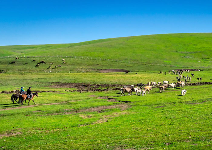 喀拉峻草原牛羊成群
