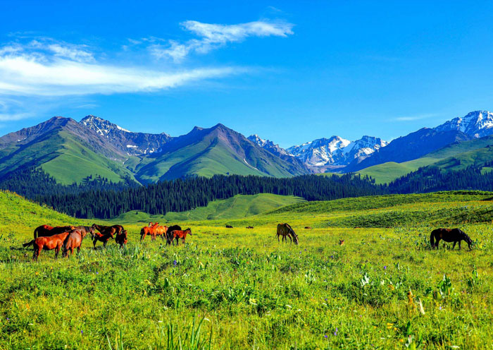 那拉提草原雪蓮谷區域