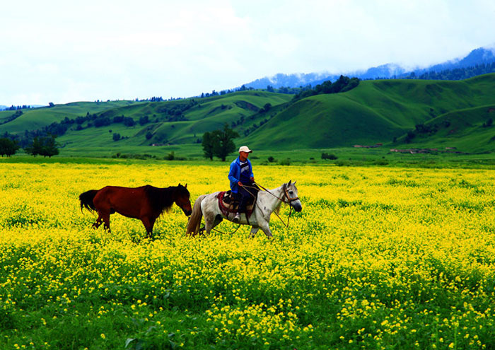 那拉提草原花海