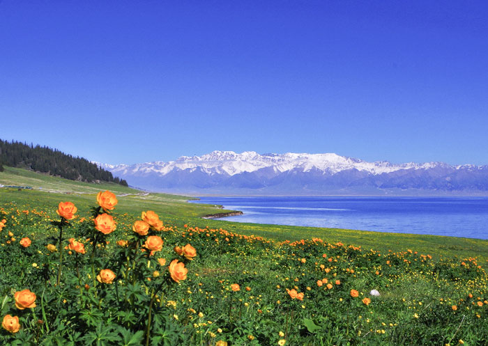 賽里木湖湖畔開滿花