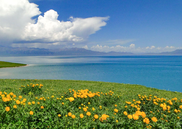 賽里木湖花海