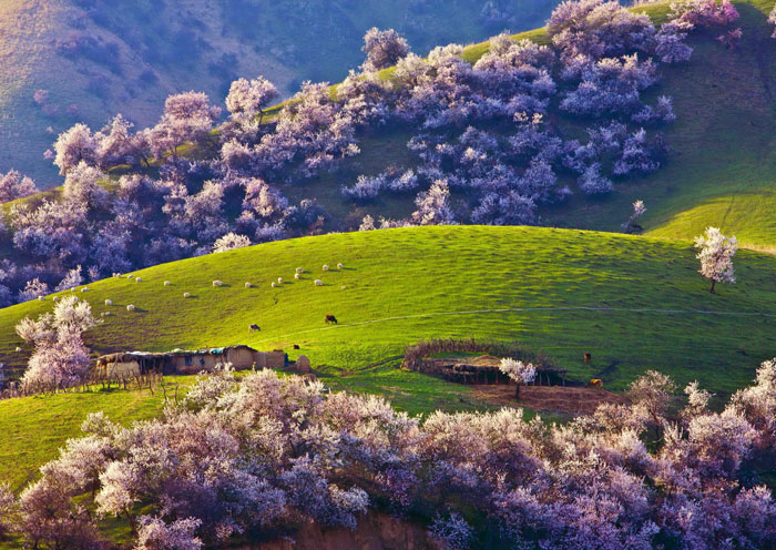 吐爾根杏花溝