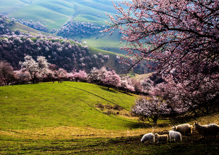 吐爾根杏花溝