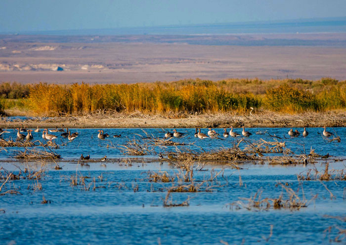 候鳥棲息地烏倫古湖