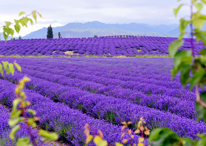 伊犁薰衣草
