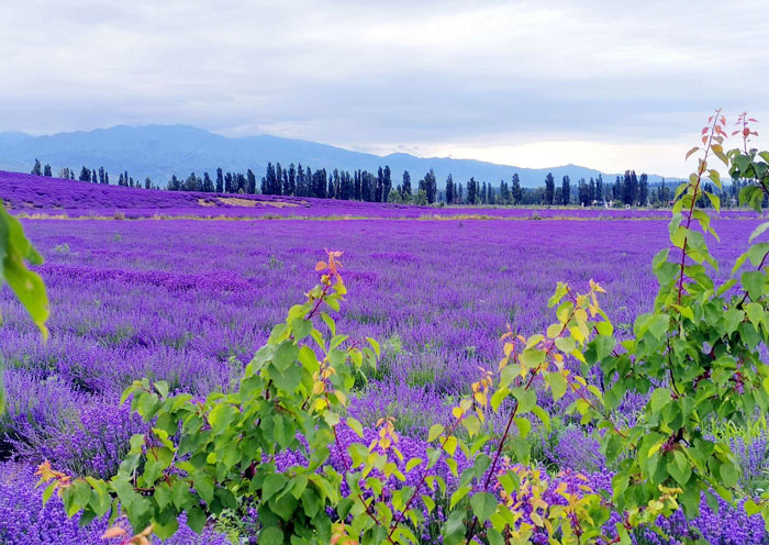 唯美的伊犁薰衣草