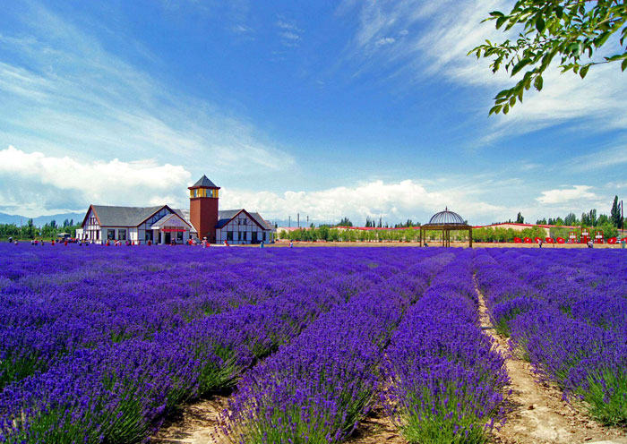 浪漫的薰衣草花田
