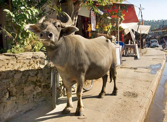 60歲老人可以去珠峰大本營嗎？