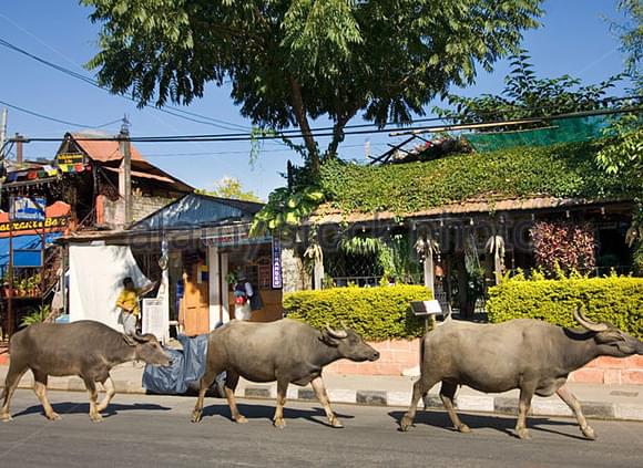 西寧到拉薩火車一共有多少？有什麼區別？