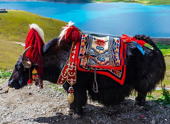 青藏火車的硬臥車廂與軟臥車廂有什麼區別？