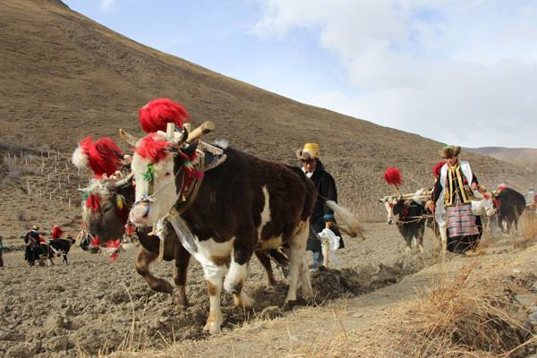 西藏春播节