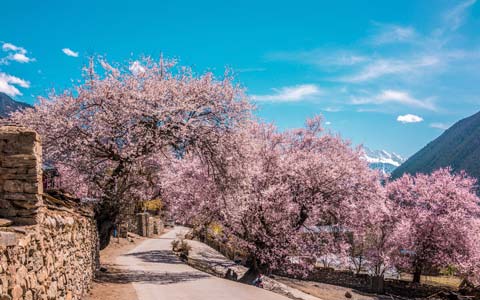 【桃花节】拉薩抵達，林芝波密桃花溝深度遊8天7晚旅遊團