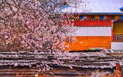 【桃花节】林芝抵達，波密桃花溝嘎拉桃花村然烏湖全景純玩八天七晚