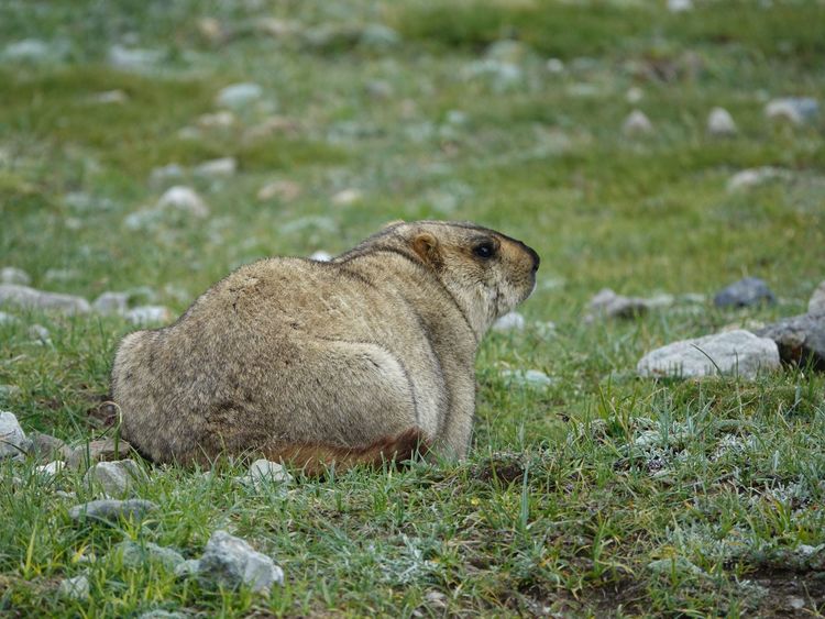 岡仁波齊徒步轉山心得體驗