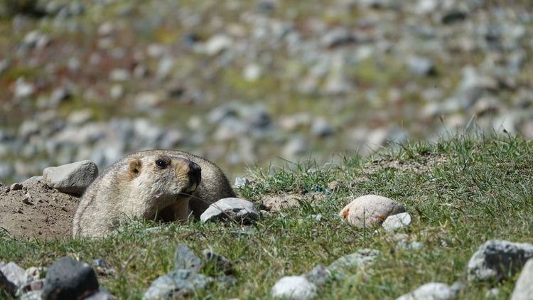 岡仁波齊徒步轉山心得體驗