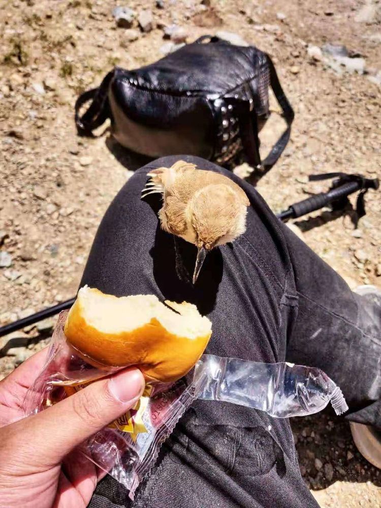 岡仁波齊徒步轉山心得體驗