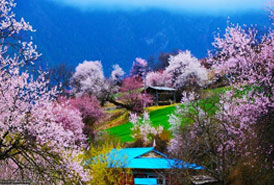 2021年林芝桃花賞花攻略