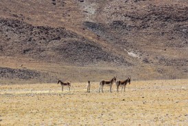 藏東南新發現人類早期活動遺跡