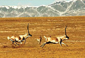 藏羚羊年度遷徙