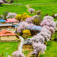 波密桃花溝