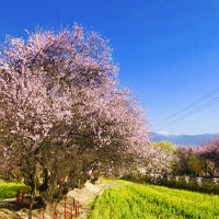 嘎拉桃花村
