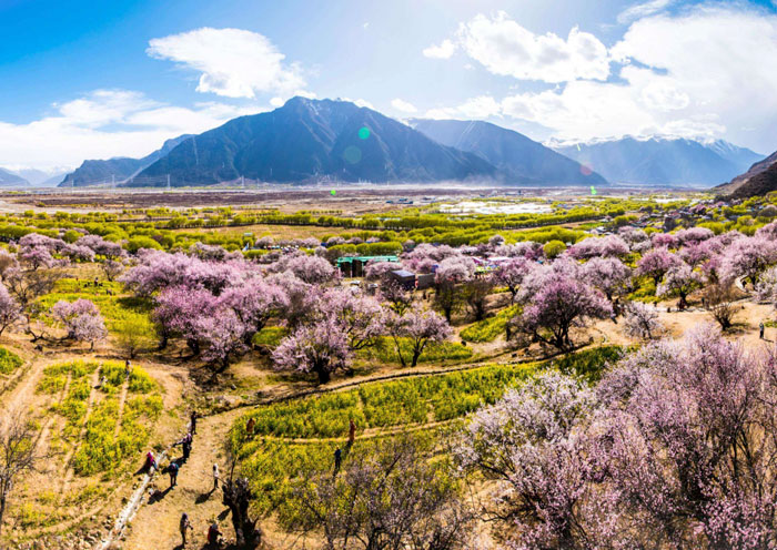 嘎啦桃花村桃花