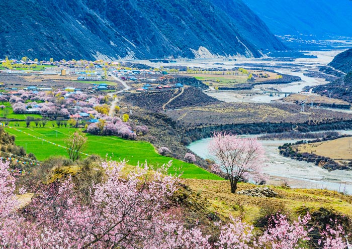 波密桃花溝傾多鎮桃花