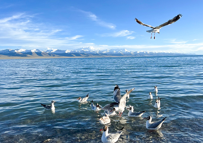 納木錯湖中的水鳥
