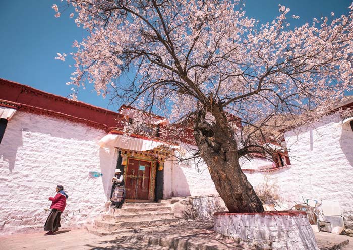 曲桑寺桃花