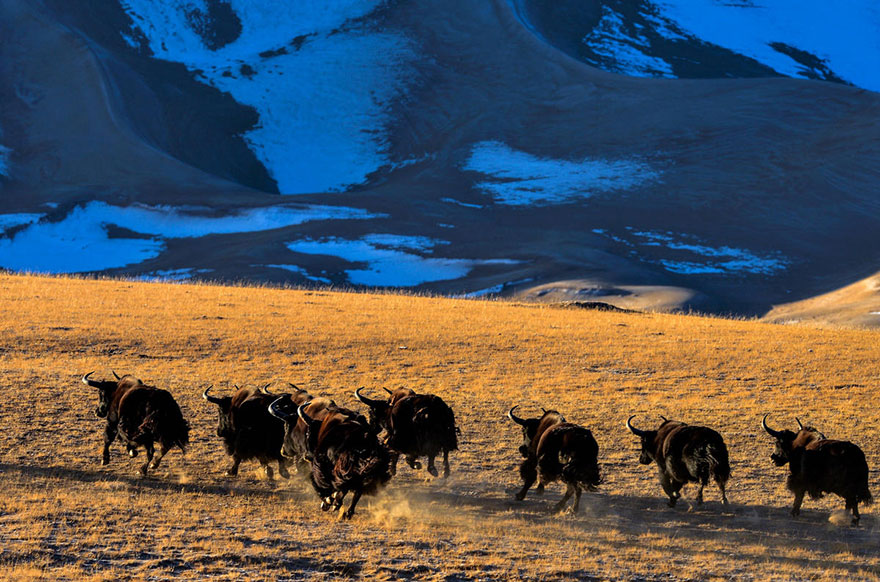 羌塘國家級自然保護區