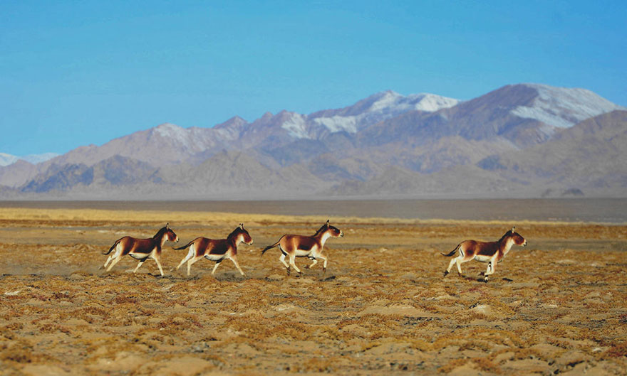 羌塘國家級自然保護區