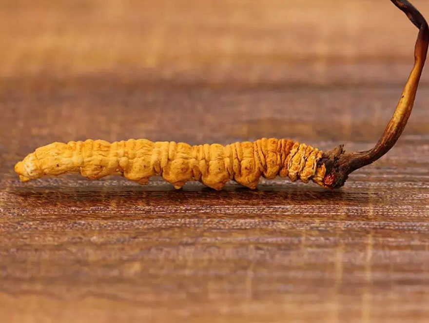 西藏特產之冬蟲夏草