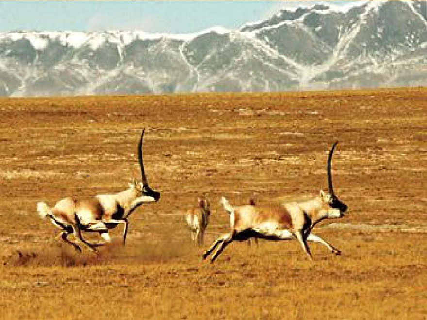 藏羚羊年度遷徙