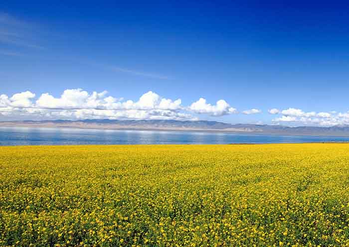 青海湖油菜花