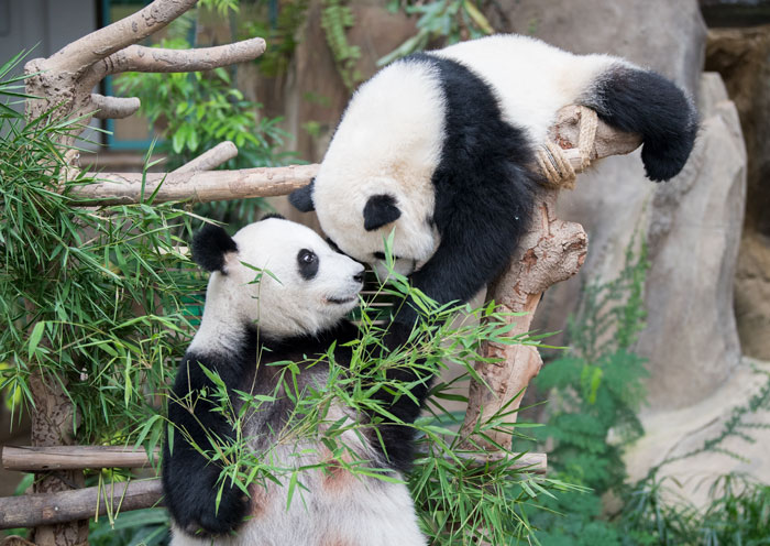 熊貓基地看可愛的熊貓